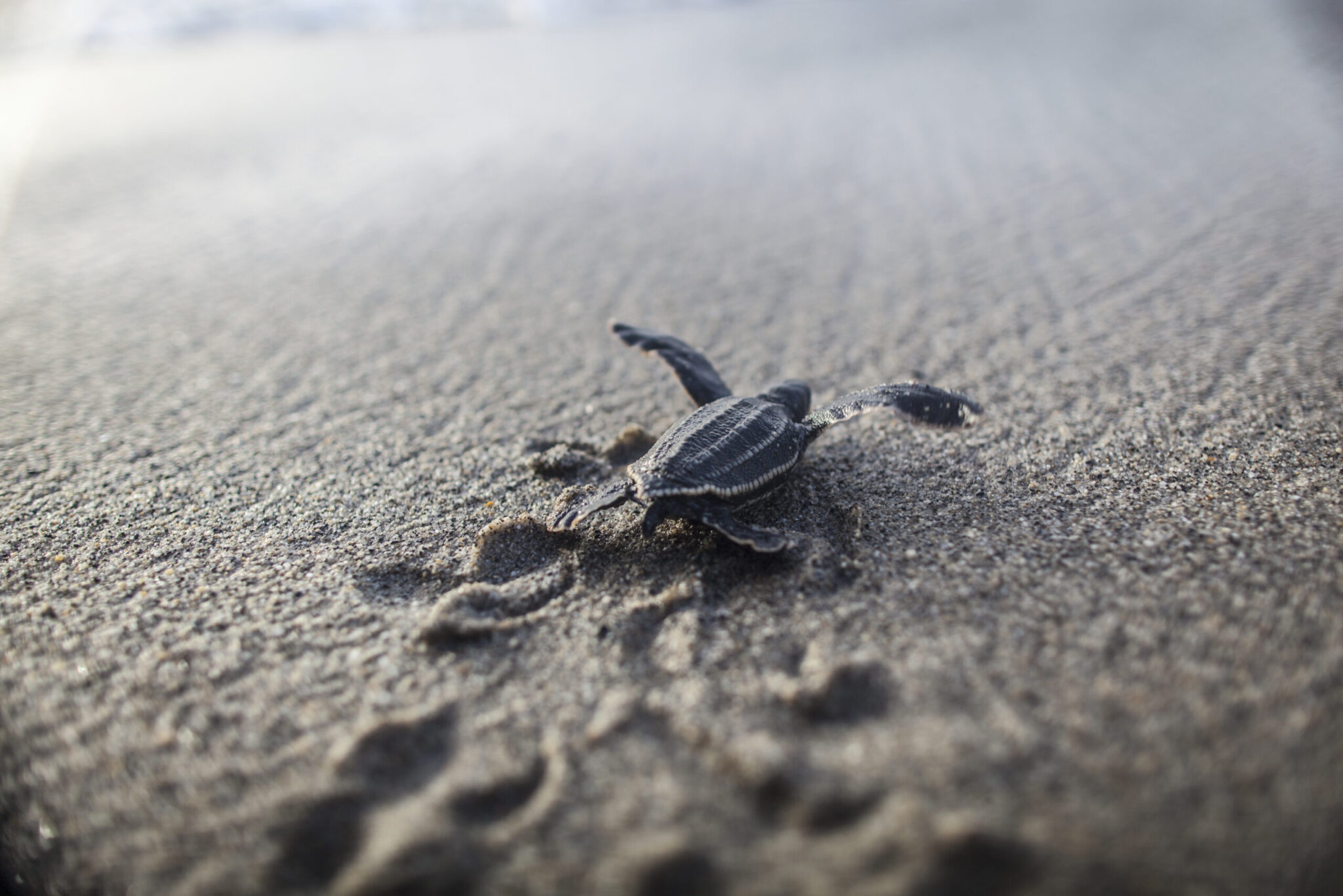 Turtle Small tourism