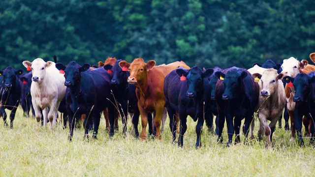 onsite farm videography